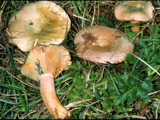 Lactarius semisanguifluus1597.jpg &copy; Markus Wilhelm