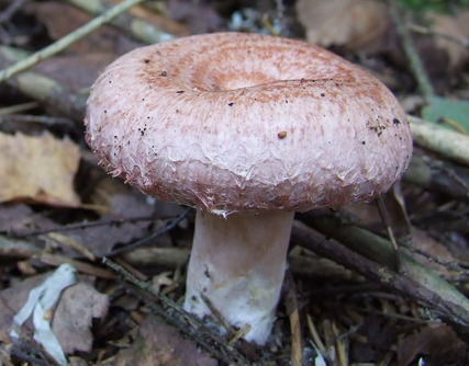 Lactarius torminosus (cropped).jpg &copy; Tocekas