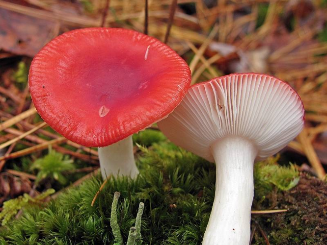 Russula emetica 117475.jpg &copy; This image was created by user Bob (Bobzimmer) at Mushroom Observer, a source for mycological images.You can contact this user here.