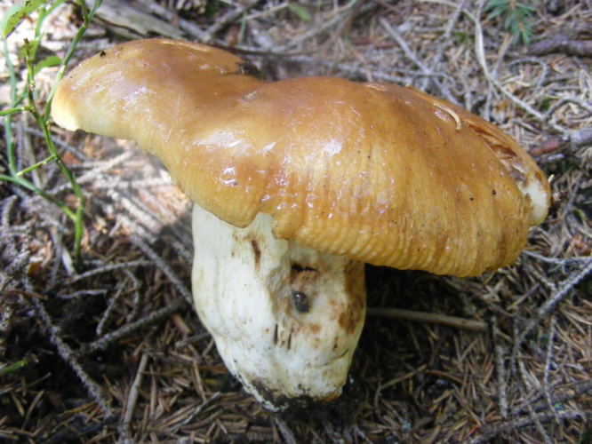 Russula foetens.JPG &copy; Szabi237