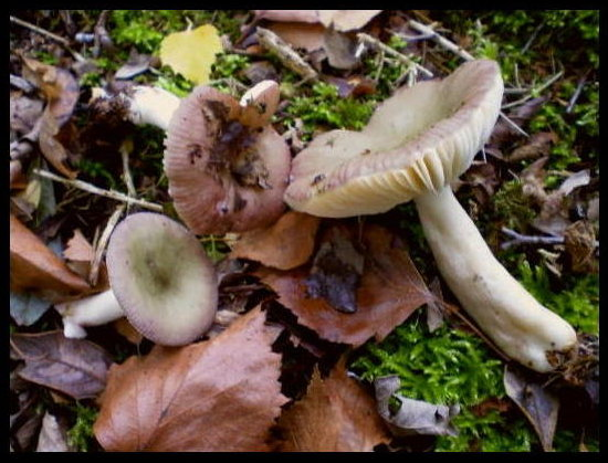 Russula gracillima.jpg &copy; Zonda Grattus