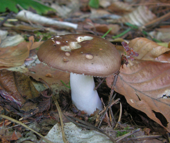 Russula integra (2).jpg &copy; Puchatech K.