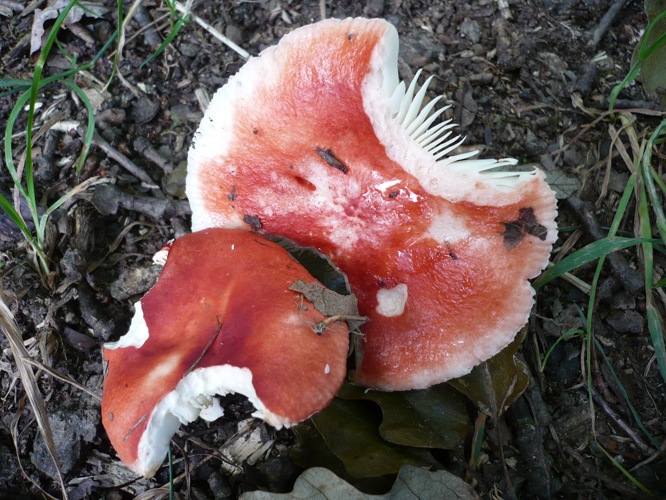 2012-05-12 Russula luteotacta 218377.jpg &copy; This image was created by user Gerhard Koller (Gerhard) at Mushroom Observer, a source for mycological images.You can contact this user here.