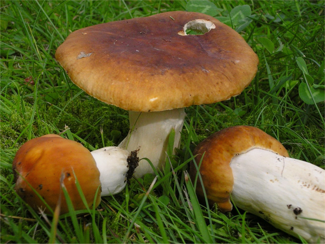2005-08-08 Russula mustelina 31414 mod.jpg &copy; This image was created by user Irene Andersson (irenea) at Mushroom Observer, a source for mycological images.You can contact this user here.