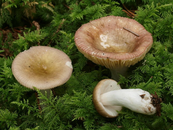 2011-07-31 Russula nauseosa.jpg &copy; Andreas Kunze