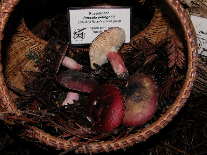 2005-01-07 Russula pelargonia Niolle 113.jpg &copy; This image was created by user Nathan Wilson (nathan) at Mushroom Observer, a source for mycological images.You can contact this user here.