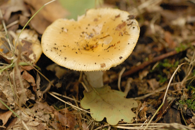 Russula.raoultii.-.lindsey.jpg &copy; James Lindsey