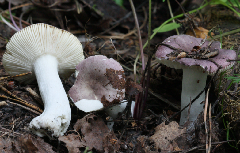 2009-12-27 Russula violacea Quél 71639.jpg &copy; This image was created by user Anna Baykalova (anna_ru) at Mushroom Observer, a source for mycological images.You can contact this user here.