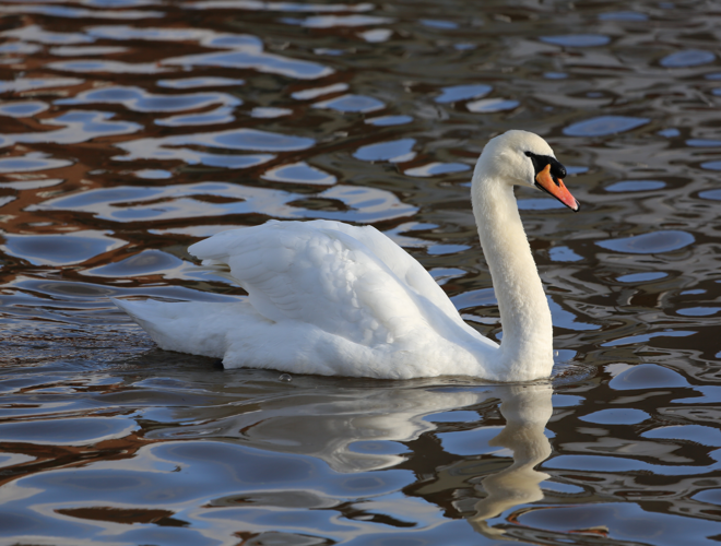 Mute Swan Emsworth2.JPG &copy; Geni