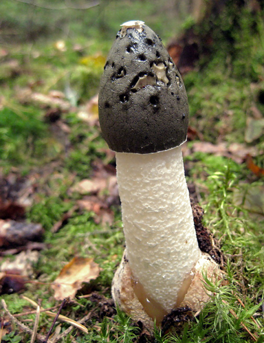 2010-09-26 Phallus impudicus crop.jpg &copy; Гриб_Phallus_Impudicus.jpg: Max31051980 derivative work: Ak ccm