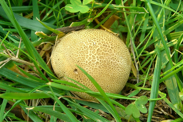 Scleroderma areolatum.jpg &copy; pellaea