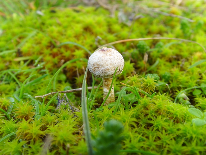 SSL22834 Tulostoma brumale.JPG &copy; Jymm