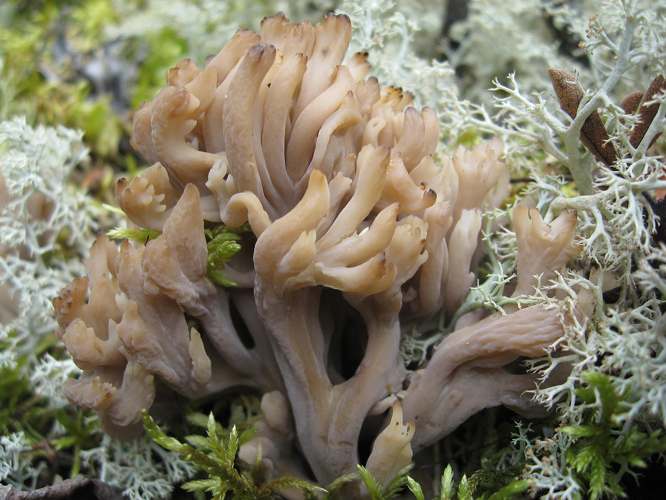 Clavulina cristata sasata.JPG &copy; Sasata