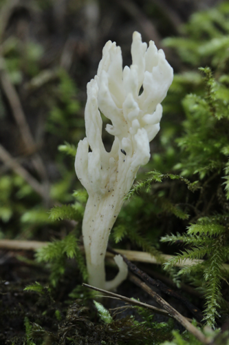 Clavulina rugosa (38225241306).jpg &copy; Björn S...