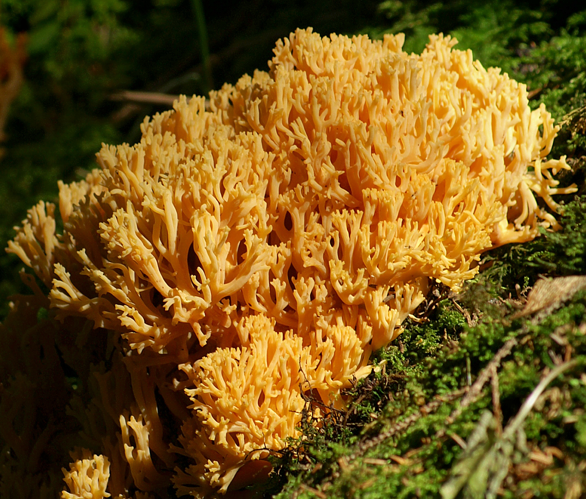 2012-09-03 Ramaria aurea crop.jpg &copy; Ramaria_aurea1.JPG: böhringer friedrich derivative work: Ak ccm