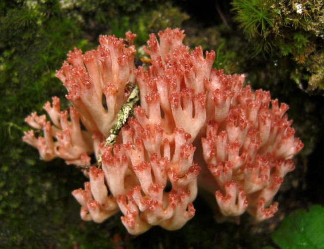 2010-09-17 Ramaria botrytis crop.jpg &copy; 2010-09-17_Ramaria_botrytis.jpg: Jason Hollinger derivative work: Ak ccm
