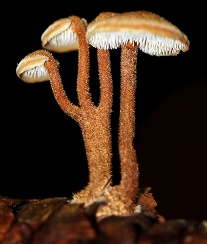 Auriscalpium vulgare 129877.jpg &copy; Alan Rockefeller
