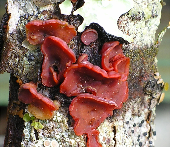 Cytidia salicina 214600.jpg &copy; Irene Andersson (irenea)