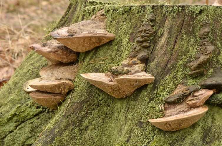Daedalea quercina - Eichen-Wirrling - oak mazegill - maze-gill fungus - dédalée du chêne - 03.jpg &copy; Norbert Nagel
