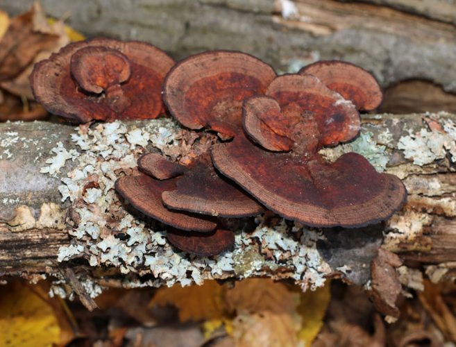 Daedaleopsis tricolor 2025 G2.jpg &copy; George Chernilevsky