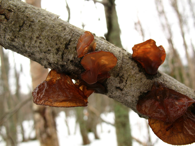 Exidia recisa 81407.jpg &copy; This image was created by user Irene Andersson (irenea) at Mushroom Observer, a source for mycological images.You can contact this user here.