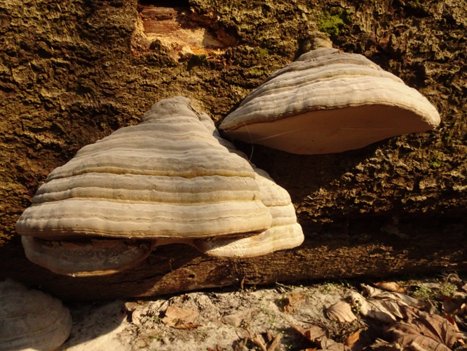 Fomes fomentarius (46906865784).jpg &copy; Dr. Hans-Günter Wagner