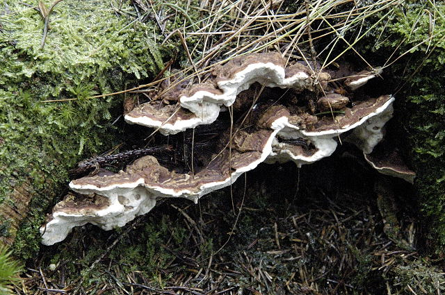 Heterobasidion annosum - Lindsey.jpg &copy; James Lindsey