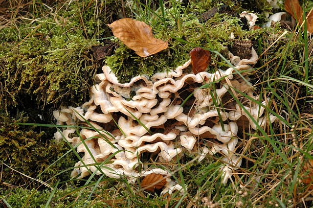 Merulius tremellosus - Lindsey.jpg &copy; James Lindsey
