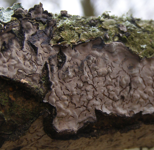 Peniophora-quercina-Crust-fungus-20110225a.JPG &copy; TristramBrelstaff