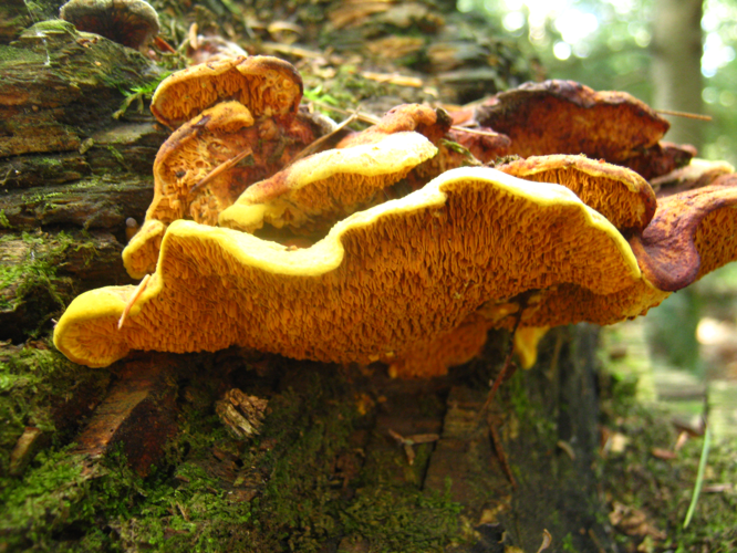Pseudomerulius curtisii 103833.jpg &copy; Paul Derbyshire (Twizzler)