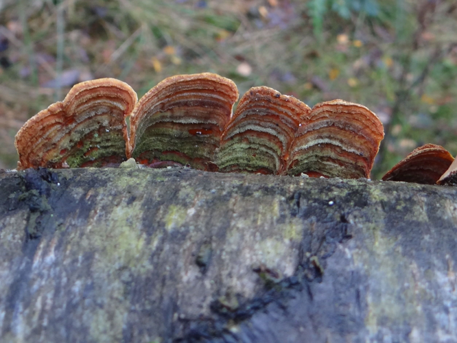 Stereum subtomentosum G3.jpg &copy; Jerzy Opioła