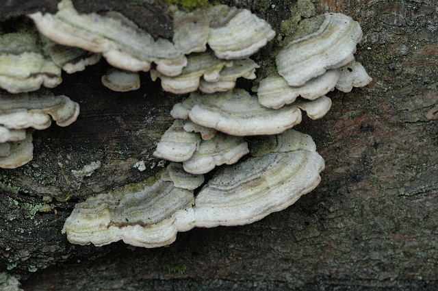Trichaptum.abietinum.-.lindsey.jpg &copy; James Lindsey
