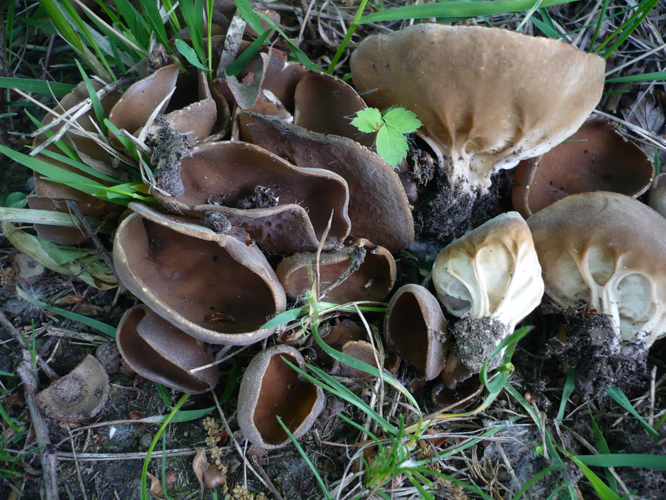 Helvella acetabulum 47980.jpg &copy; This image was created by user Gerhard Koller (Gerhard) at Mushroom Observer, a source for mycological images.You can contact this user here.