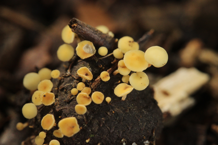 Hohe Mark 17.09.2017 cf. Hymenoscyphus fructigenus (37700228816).jpg &copy; Björn S...
