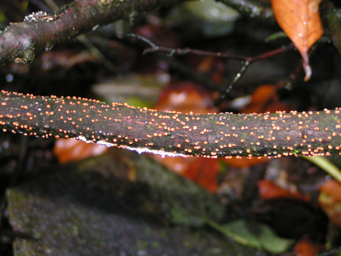 Nectria cinnabarina.jpg &copy; Commons