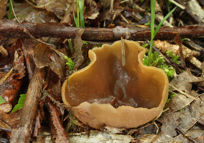 Buchenwaldbecherling Peziza arvernensis.JPG &copy; Holger Krisp