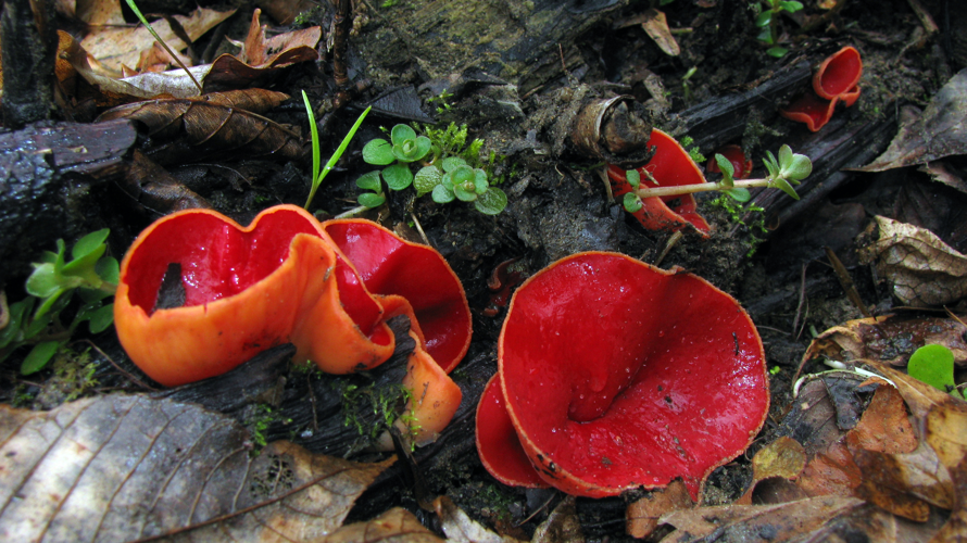 Sarcoscypha austriaca 81949.jpg &copy; This image was created by user Dan Molter (shroomydan) at Mushroom Observer, a source for mycological images.You can contact this user here.