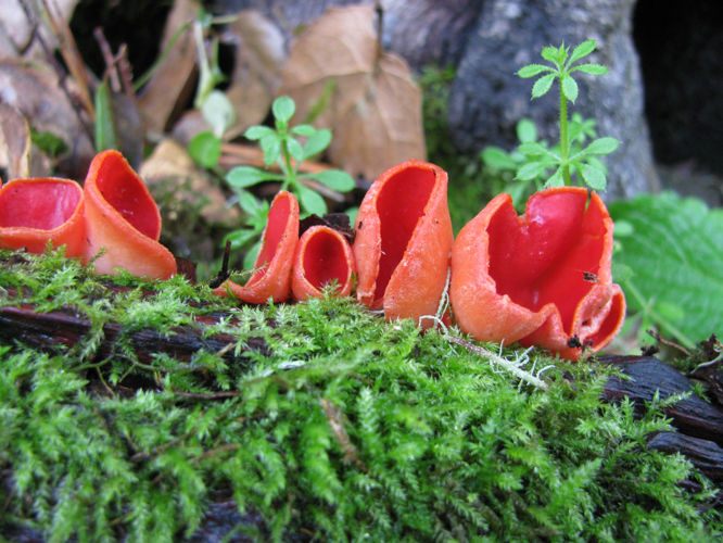 Sarcoscypha coccinea 74716.jpg &copy; This image was created by user Ryane Snow (snowman) at Mushroom Observer, a source for mycological images.You can contact this user here.