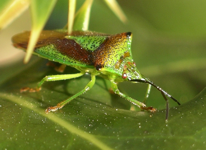 Acanthasoma hamorrhoidale adult.jpg &copy; Velela