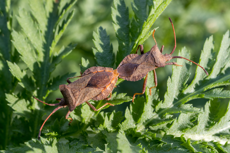 Corée marginée (Coreus marginatus).jpg &copy; JackyM59