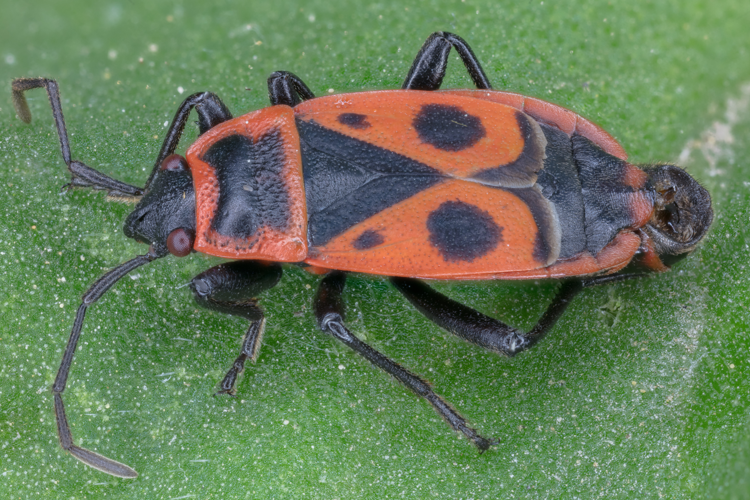 Zapatero (Pyrrhocoris apterus), Hartelholz, Múnich, Alemania, 2020-06-28, DD 362-382 FS.jpg &copy; Diego Delso