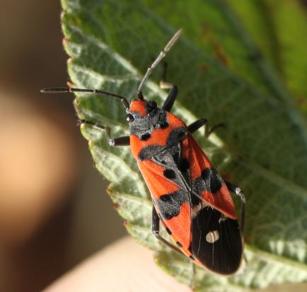 2016 09 11 Lygaeus equestris.jpg &copy; Slimguy