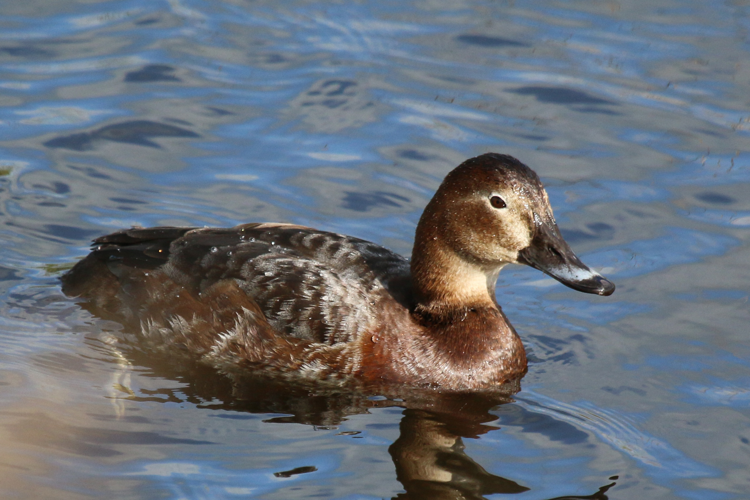 Common pochard (Aythya ferina).jpg &copy; Charles J. Sharp