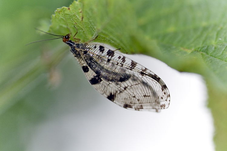 Osmylus fulvicephalus.jpg &copy; www.invertebradosdehuesca.com
