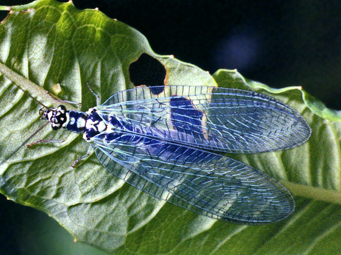 Chrysopidae - Chrysopa perla-1.jpg &copy; Hectonichus