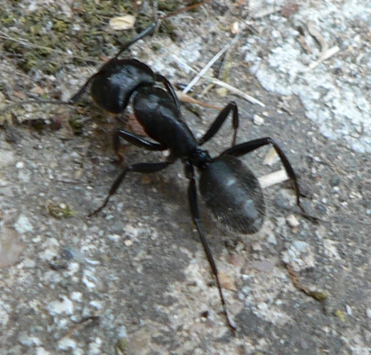 Camponotus vagus.jpg &copy; No machine-readable author provided. Corsica assumed (based on copyright claims).