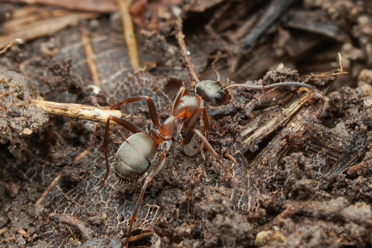 Formica cunicularia 369967243.jpg &copy; Jonghyun Park