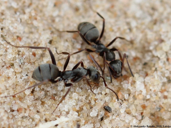 Formica fusca 11.JPG &copy; AfroBrazilian