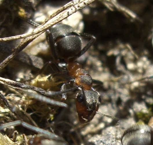 Formica pratensis 1.JPG &copy; Garinger