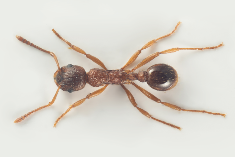Arbeidar av skogeitermaur (Myrmica ruginodis).jpg &copy; Arnstein Staverløkk/Norsk institutt for naturforsking